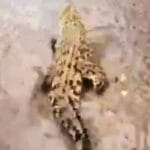 Detik-Detik Buaya Masuk Pemukiman Warga Saat Banjir di Jalan Pampang Makassar