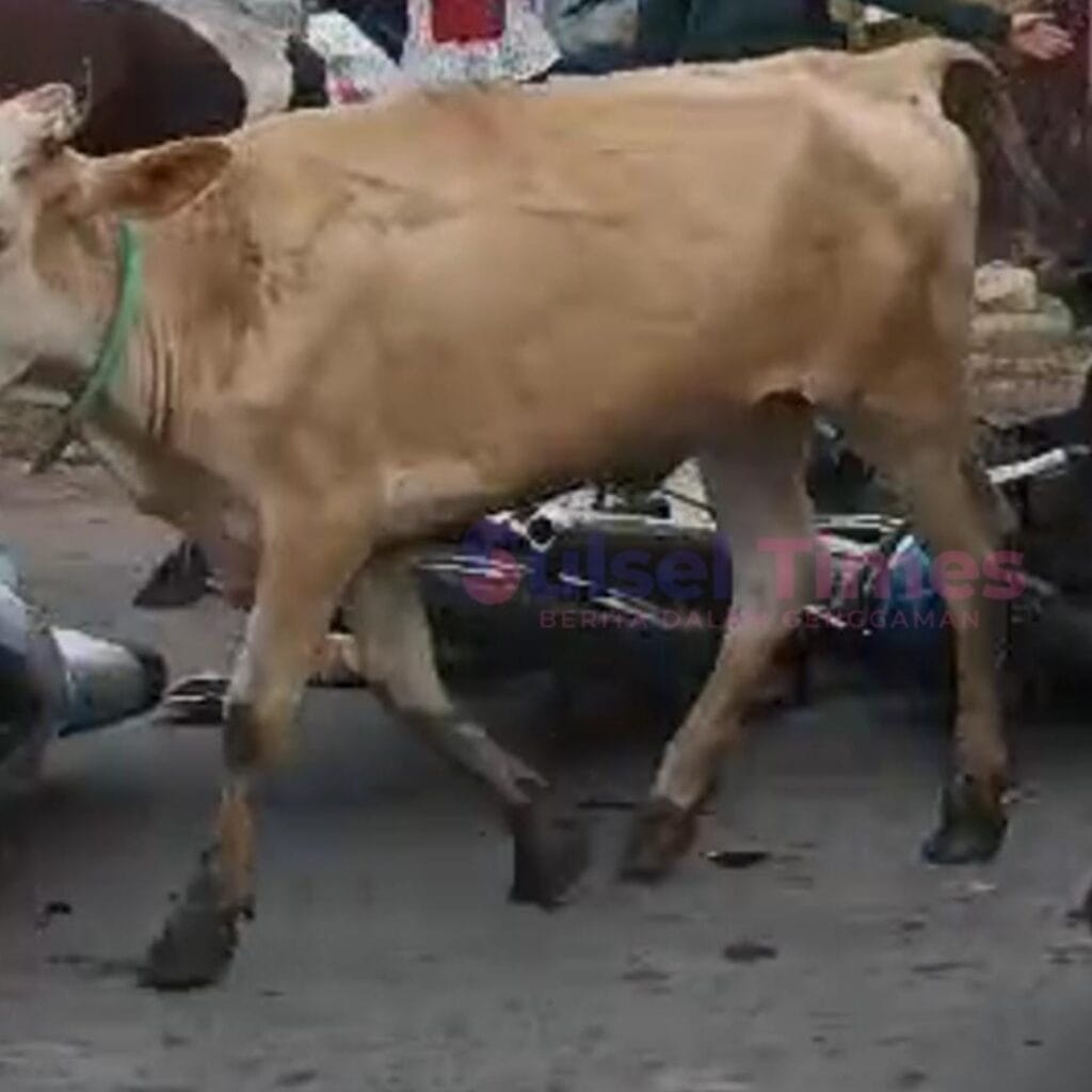 Viral Kaget Sirene Damkar Kawanan Sapi Mengamuk di Makassar