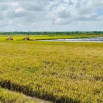 Produksi Beras 2025 Aman Pemerintah Pastikan Tidak Ada Defisit