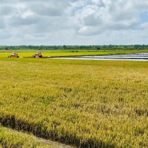 Produksi Beras 2025 Aman Pemerintah Pastikan Tidak Ada Defisit