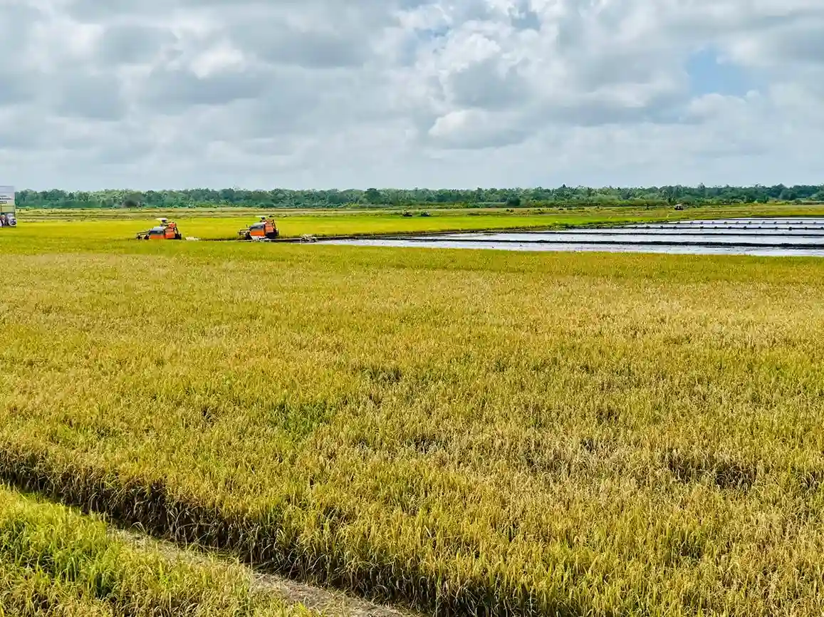 Produksi Beras 2025 Aman Pemerintah Pastikan Tidak Ada Defisit