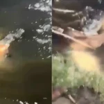 Pria Tewas Diterkam Buaya Saat Mandi Bersama Anak di Sungai Bulete Wajo