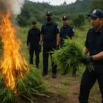 Bea Cukai dan BNNP Sulsel Gagalkan Paket Ganja 1.235 Gram di Makassar