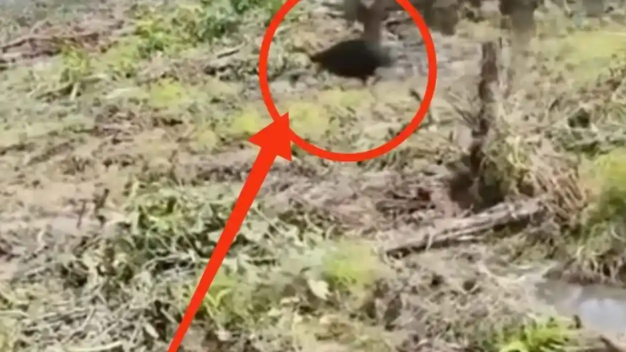 Video Kasuari Muncul di Area Proyek Papua, Hutan Hujan Jadi Sorotan 1 Video Kasuari Terekam di Proyek Papua Soroti Hutan Hujan