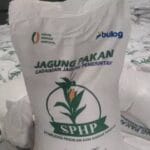 Bupati Sidrap Minta Tambahan Kuota Jagung SPHP ke Bulog untuk Jaga Stabilitas Harga Pakan