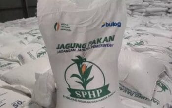 Bupati Sidrap Minta Tambahan Kuota Jagung SPHP ke Bulog untuk Jaga Stabilitas Harga Pakan