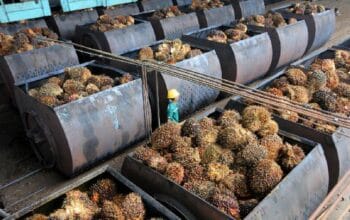 Gapki: Produksi dan Konsumsi CPO Indonesia Anjlok pada Maret 2026