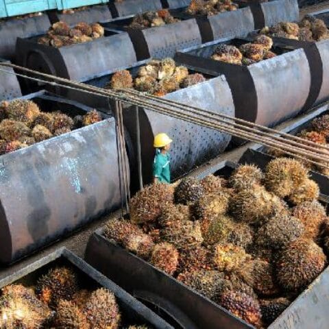 Gapki: Produksi dan Konsumsi CPO Indonesia Anjlok pada Maret 2026