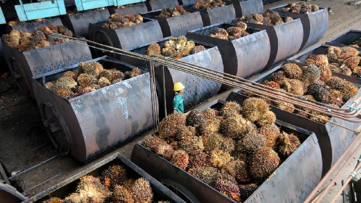 Gapki: Produksi dan Konsumsi CPO Indonesia Anjlok pada Maret 2026 1 Gapki: Produksi dan Konsumsi CPO Indonesia Anjlok pada Maret 2026