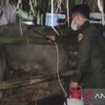 Cegah penyakit menular, Maluku awasi pengiriman 89 kerbau ke Sulsel