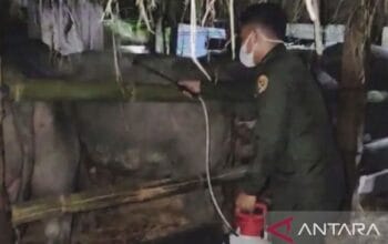 Cegah penyakit menular, Maluku awasi pengiriman 89 kerbau ke Sulsel 8 Cegah penyakit menular, Maluku awasi pengiriman 89 kerbau ke Sulsel