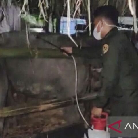 Cegah penyakit menular, Maluku awasi pengiriman 89 kerbau ke Sulsel