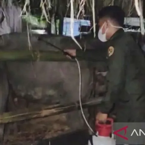 Cegah penyakit menular, Maluku awasi pengiriman 89 kerbau ke Sulsel 10 Cegah penyakit menular, Maluku awasi pengiriman 89 kerbau ke Sulsel