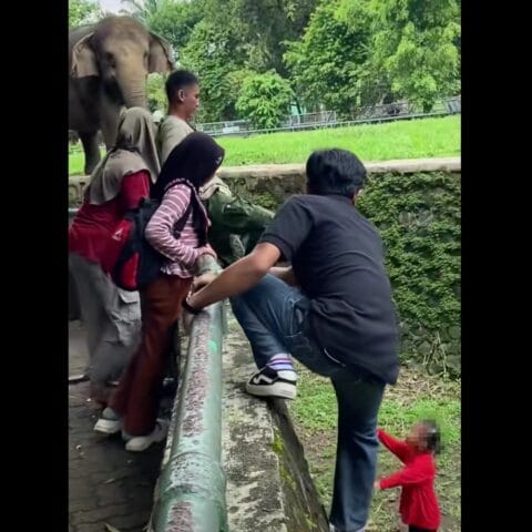 Viral Anak Jatuh di Kandang Gajah, Ragunan Perketat Pengawasan Pengunjung