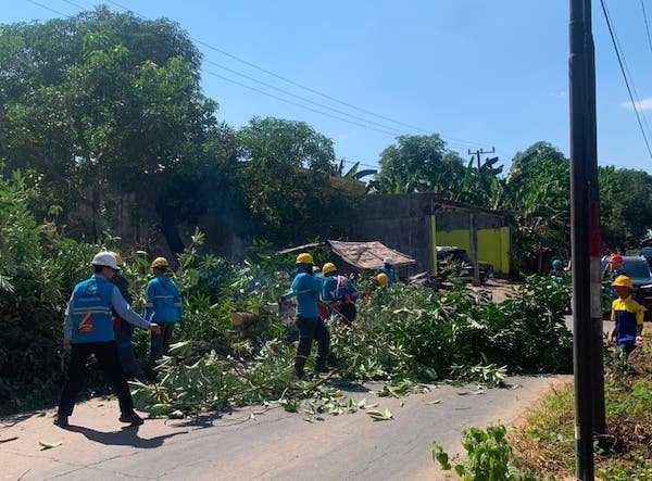 PLN UP3 Makassar Selatan Pangkas Pohon di Gowa Antisipasi Gangguan Listrik HUT RI 1 PLN UP3 Makassar Selatan Pangkas Pohon di Gowa Antisipasi Gangguan Listrik HUT RI