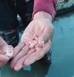 Viral Video Batu di Pupuk Phonska, Pupuk Indonesia Imbau Beli di Kios Resmi