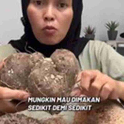 Apa Itu Kimpul? Umbi Lokal yang Viral di TikTok 11 Apa itu kimpul, umbi lokal yang dapat diolah menjadi beragam makanan