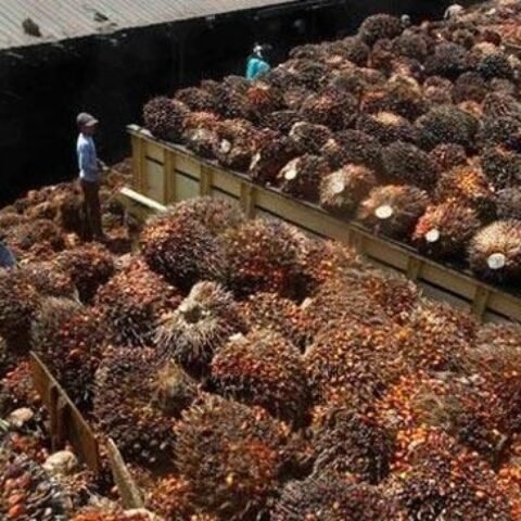 Kuasa Hukum Duta Palma Bantah Klaim JARR Pembeli CPO Beritikad Baik, Tunjukkan Kronologi Somasi Sebelum Pelunasan