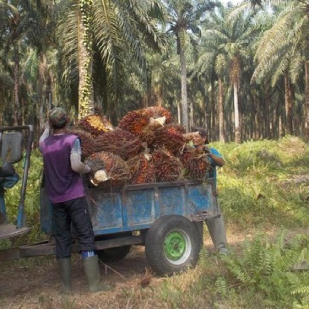 Petani Sawit RI dan Malaysia Kurangi Panen Akibat Biaya Bahan Bakar Melonjak