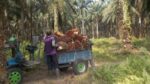 Petani Sawit RI dan Malaysia Kurangi Panen Akibat Biaya Bahan Bakar Melonjak