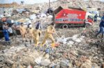 Pemkot Makassar Siapkan Ranch Sapi di TPA Tamangapa untuk Cegah Konsumsi Sampah Plastik