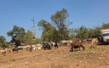 TPA Tamangapa Siapkan Penangkaran Sapi, Sampah Organik Jadi Pakan 6 TPA Tamangapa Siapkan Penangkaran Sapi, Sampah Organik Jadi Pakan