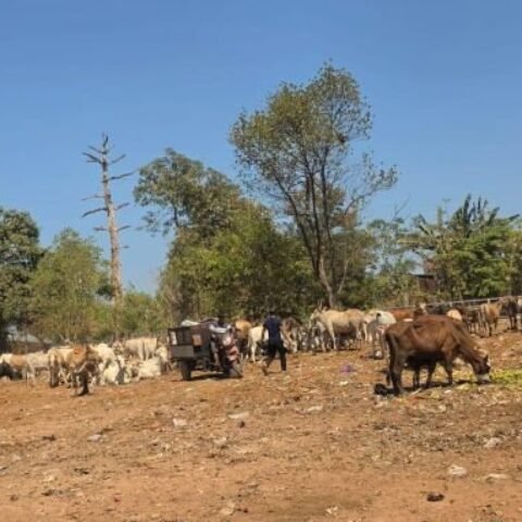 TPA Tamangapa Siapkan Penangkaran Sapi, Sampah Organik Jadi Pakan
