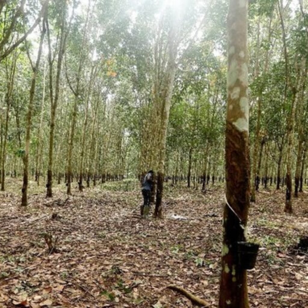 9 emiten perkebunan, termasuk milik Haji Isam, jelaskan respons ke BEI terkait karhutla
