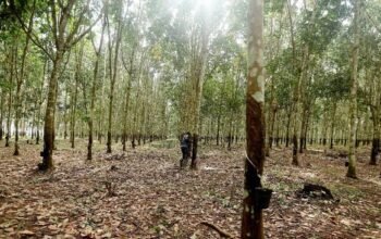 9 emiten perkebunan, termasuk milik Haji Isam, jelaskan respons ke BEI terkait karhutla 2 9 emiten perkebunan, termasuk milik Haji Isam, jelaskan respons ke BEI terkait karhutla