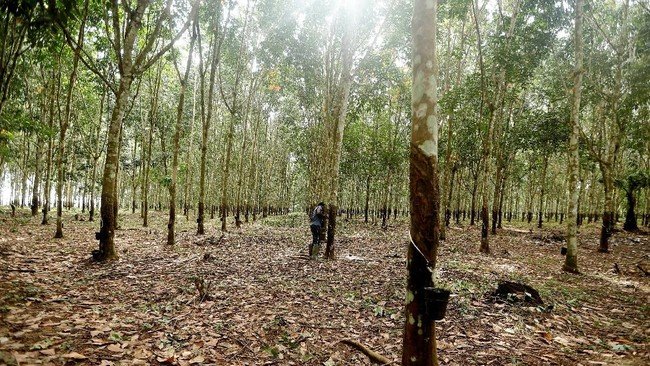 9 emiten perkebunan, termasuk milik Haji Isam, jelaskan respons ke BEI terkait karhutla 1 9 emiten perkebunan, termasuk milik Haji Isam, jelaskan respons ke BEI terkait karhutla