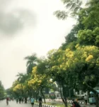 Tabebuya Bermekaran di Sejumlah Wilayah Indonesia, Pemandangan Jalanan Mirip Musim Semi Jepang